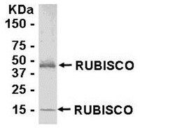Rubisco Antibody - BSA Free, Novus Biologicals 0.05mg; Unlabeled:Antibodies,