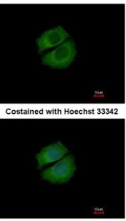 RUFY1 Antibody, Novus Biologicals 0.1mL; Unlabeled:Antibodies, Polyclonal