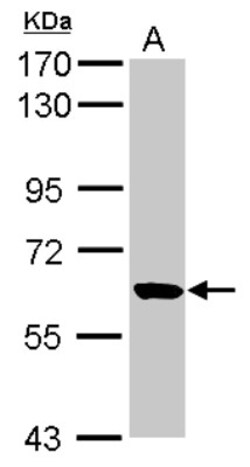 RUFY1 Antibody, Novus Biologicals 0.1mL; Unlabeled:Antibodies, Polyclonal