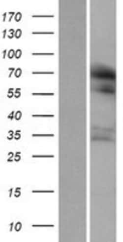 Novus Biologicals™ RUFY1 Overexpression Lysate