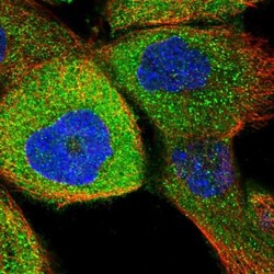 RUSC1 Antibody, Novus Biologicals:Antibodies:Primary Antibodies