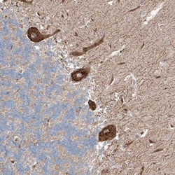 RUSC1 Antibody, Novus Biologicals:Antibodies:Primary Antibodies