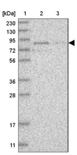 RUSC1 Antibody, Novus Biologicals:Antibodies:Primary Antibodies