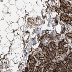 RUSC2 Antibody, Novus Biologicals:Antibodies:Primary Antibodies