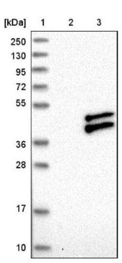 RWDD2B Antibody, Novus Biologicals:Antibodies:Primary Antibodies