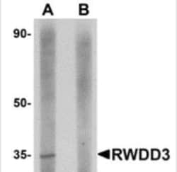 Novus Biologicals&trade;&nbsp;RWDD3 Antibody Blocking Peptide