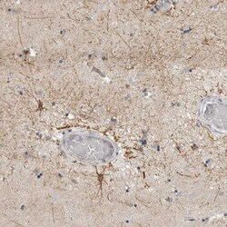 RXFP3/RLN3R1/SALPR Antibody, Novus Biologicals 0.1mL; Unlabeled:Antibodies,