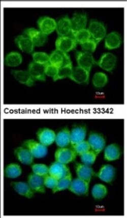 Adenosylhomocysteinase/AHCY Antibody, Novus Biologicals 0.1mL; Unlabeled:Antibodies,