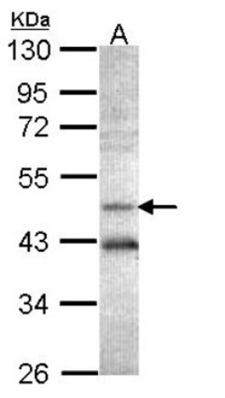 Adenosylhomocysteinase/AHCY Antibody, Novus Biologicals 0.1mL; Unlabeled:Antibodies,