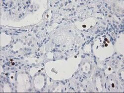 EN-RAGE/S100A12 Antibody (OTI1D1), Novus Biologicals 0.1mL; Unlabeled:Antibodies,