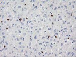 EN-RAGE/S100A12 Antibody (OTI1D1), Novus Biologicals 0.1mL; Unlabeled:Antibodies,