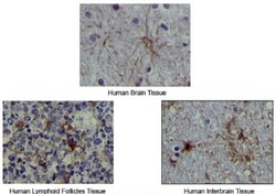 S100A1 Antibody (2C8B8), Novus Biologicals 0.025 mL, Unconjugated:Antibodies,