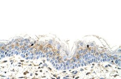 S100A3 Antibody, Novus Biologicals 0.1mg; Unlabeled:Antibodies, Polyclonal