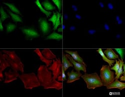 S100A4 Antibody (1C4) - BSA Free, Novus Biologicals:Antibodies:Primary