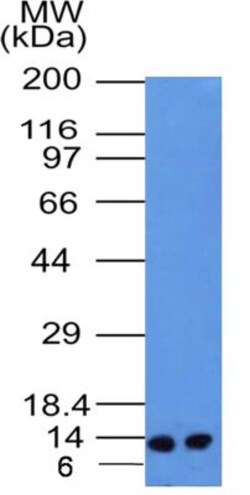 S100A4 Antibody (1C4) - BSA Free, Novus Biologicals:Antibodies:Primary