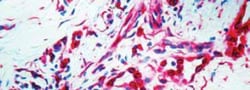 S100A/B Antibody, Novus Biologicals:Antibodies:Primary Antibodies
