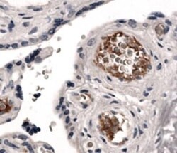 S1P1/EDG-1 Antibody (MM0045-21L9) - Azide and BSA Free, Novus Biologicals