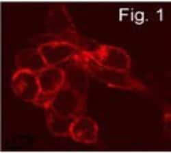 S1P1/EDG-1 Antibody, Novus Biologicals 0.025 mg, Unconjugated:Antibodies,