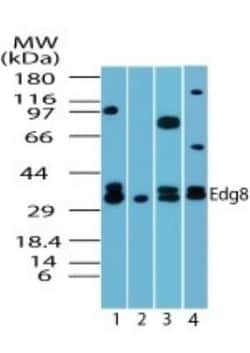 S1P5/EDG-8 Antibody, Novus Biologicals:Antibodies:Primary Antibodies