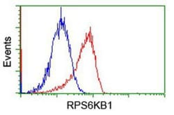 p70 S6 Kinase/S6K Antibody (OTI1G4), Novus Biologicals 0.1mL; Unlabeled:Antibodies,