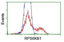 p70 S6 Kinase/S6K Antibody (OTI1G4), Novus Biologicals 0.1mL; Unlabeled:Antibodies,