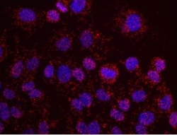 SA1 Antibody, Novus Biologicals 0.1mL; Unlabeled:Antibodies, Polyclonal
