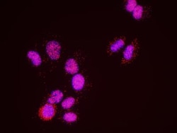 SA1 Antibody, Novus Biologicals 0.1mL; Unlabeled:Antibodies, Polyclonal