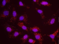 SA1 Antibody, Novus Biologicals 0.1mL; Unlabeled:Antibodies, Polyclonal