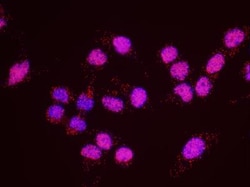 SA1 Antibody, Novus Biologicals 0.1mL; Unlabeled:Antibodies, Polyclonal