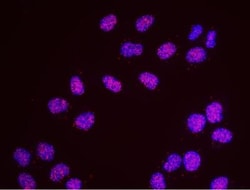 SA1 Antibody, Novus Biologicals 0.1mL; Unlabeled:Antibodies, Polyclonal