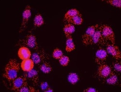 SA1 Antibody, Novus Biologicals 0.1mL; Unlabeled:Antibodies, Polyclonal