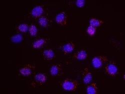SA1 Antibody, Novus Biologicals 0.1mL; Unlabeled:Antibodies, Polyclonal