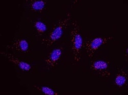 SA1 Antibody, Novus Biologicals 0.1mL; Unlabeled:Antibodies, Polyclonal