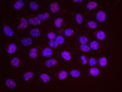 SA1 Antibody, Novus Biologicals 0.1mL; Unlabeled:Antibodies, Polyclonal
