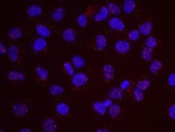 SA1 Antibody, Novus Biologicals 0.1mL; Unlabeled:Antibodies, Polyclonal