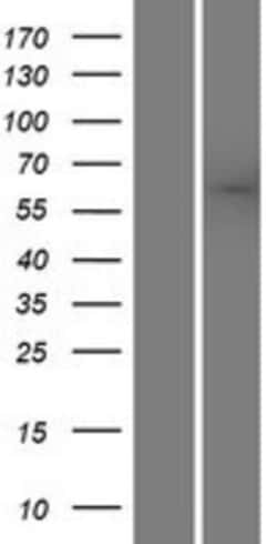 Novus Biologicals&trade;&nbsp;SACM1L Overexpression Lysate