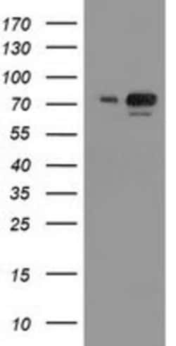 SAE2 Antibody (OTI4A3), Novus Biologicals 0.1 mL | Buy Online | Novus Biologicals | Fisher Scientific