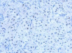 SALF Antibody, Novus Biologicals 0.1mL; Unlabeled:Antikörper