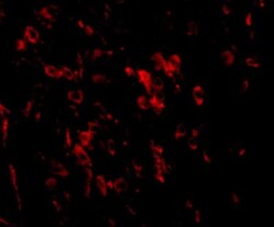 SALM2/LRFN1 Antibody - BSA Free, Novus Biologicals 0.1mg; Unlabeled:Antibodies,