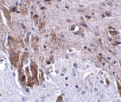 SALM2/LRFN1 Antibody - BSA Free, Novus Biologicals 0.1mg; Unlabeled:Antibodies,