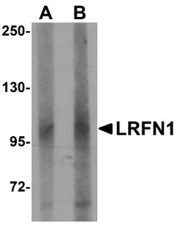 SALM2/LRFN1 Antibody - BSA Free, Novus Biologicals 0.1mg; Unlabeled:Antibodies,
