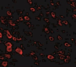 SALM4/LRFN3 Antibody - BSA Free, Novus Biologicals 0.1mg; Unlabeled:Antibodies,