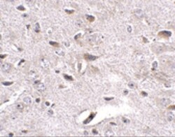 SALM4/LRFN3 Antibody - BSA Free, Novus Biologicals 0.1mg; Unlabeled:Antibodies,