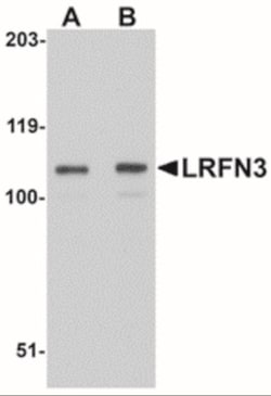 SALM4/LRFN3 Antibody - BSA Free, Novus Biologicals 0.1mg; Unlabeled:Antibodies,