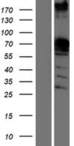 Novus Biologicals&trade;&nbsp;SAM68 Overexpression Lysate