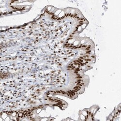 SAMD15 Antibody, Novus Biologicals 0.1mL; Unlabeled:Antibodies, Polyclonal