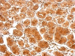 SAMD4B Antibody, Novus Biologicals 0.1mL; Unlabeled:Antibodies, Polyclonal