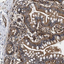 SAMD9L Antibody, Novus Biologicals:Antibodies:Primary Antibodies