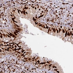 SAMHD1 Antibody, Novus Biologicals 25 &mu;L; Unlabeled:Antibodies, Polyclonal