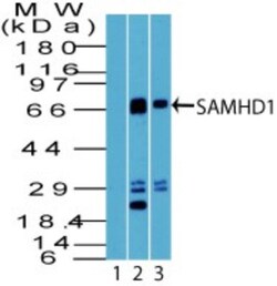 SAMHD1 Antibody, Novus Biologicals:Antibodies:Primary Antibodies